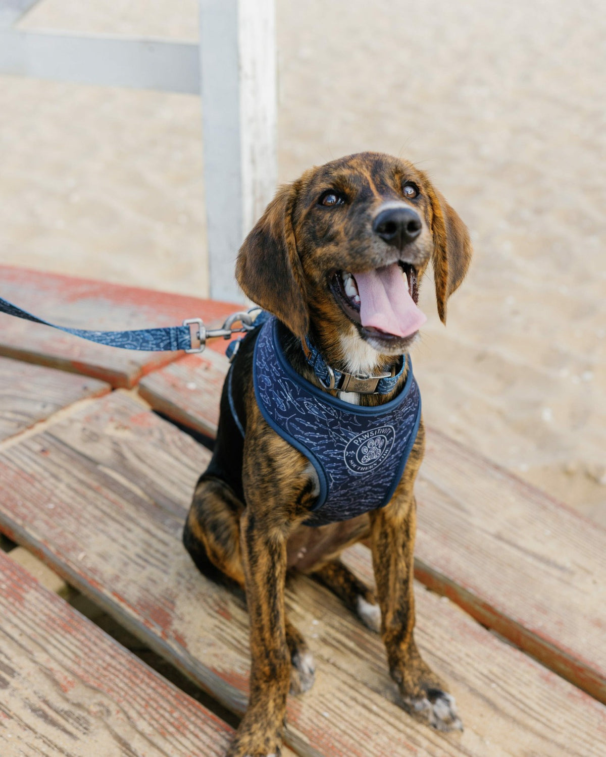 ST x Pawsitivity Schooling Fish Dog Harness | Southern Tide Home