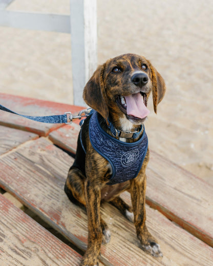 ST x Pawsitivity Schooling Fish Dog Harness | Southern Tide Home