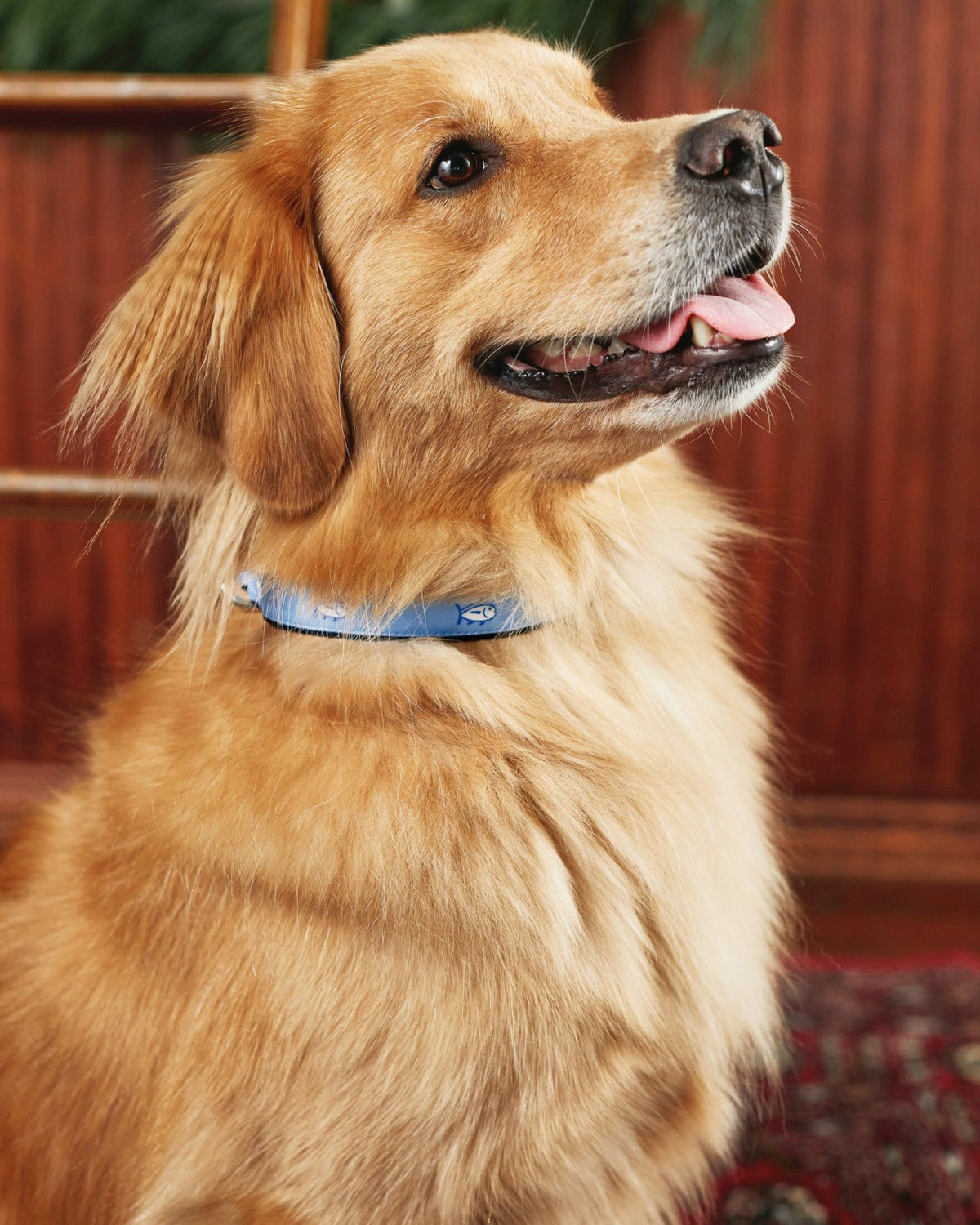 Dog Collars - Skipjack Blue - Nylon | Southern Tide Home